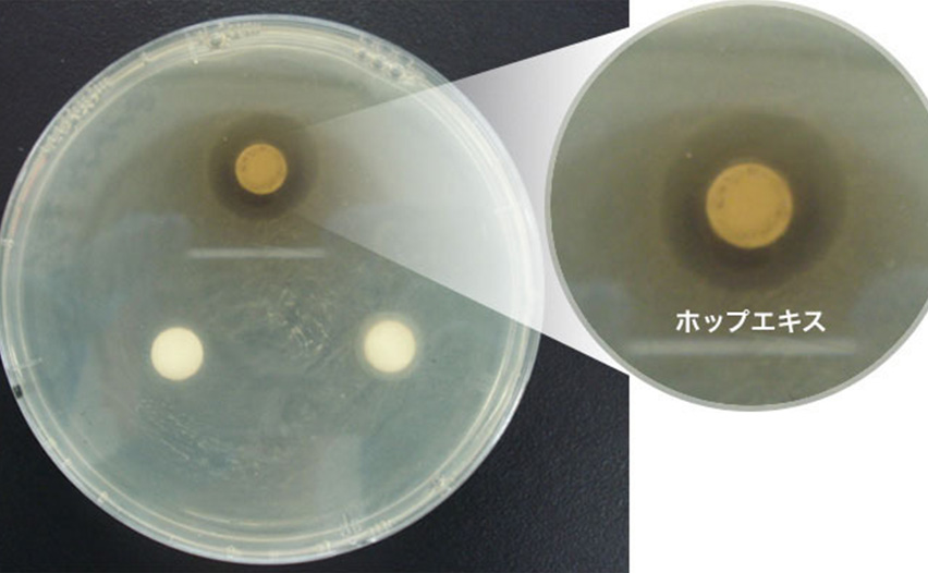 ハーブエキスの研究