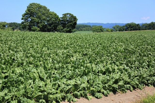 ビートってどんな野菜 砂糖の原料にもなる 甜菜 という植物 Sweeten The Future